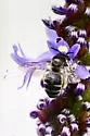 Melissodes apicatus - photo 3