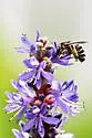 Melissodes apicatus - photo 4