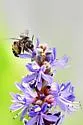 Melissodes apicatus - photo 5