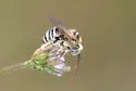 Common Long-horned Bee