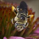 Common Long-horned Bee - photo 2
