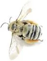 Common Long-horned Bee - photo 3