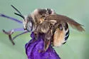 Common Long-horned Bee - photo 4