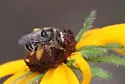 Common Long-horned Bee - photo 5