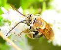 Brown-winged Long-horned Bee