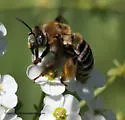 Brown-winged Long-horned Bee - photo 2
