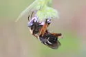 Brown-winged Long-horned Bee - photo 3