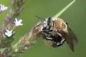 Brown-winged Long-horned Bee - photo 4