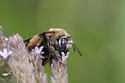 Brown-winged Long-horned Bee - photo 5