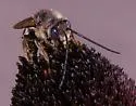 Melissodes denticulatus