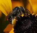 Melissodes denticulatus - photo 2
