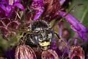 Melissodes denticulatus - photo 3