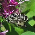 Melissodes denticulatus - photo 4