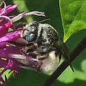 Melissodes denticulatus - photo 5