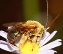 Melissodes dentiventris - Melissodes dentiventris