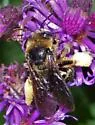 Melissodes druriellus - photo 4