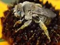 Melissodes druriellus - photo 5