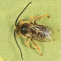 Melissodes illatus - photo 2