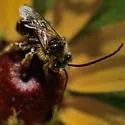 Melissodes illatus - photo 4