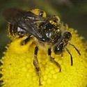 Melissodes illatus - photo 5
