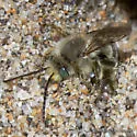 Melissodes pallidisignatus - photo 3