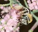 Parosela Long-horned Bee - photo 2