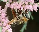 Parosela Long-horned Bee - photo 3
