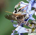 Parosela Long-horned Bee - photo 4