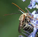 Parosela Long-horned Bee - photo 5