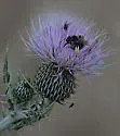 Melissodes rivalis - photo 5