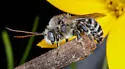 Melissodes subillatus - Melissodes subillatus