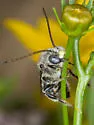 Melissodes subillatus - photo 2