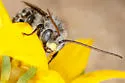 Melissodes subillatus - photo 4