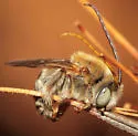 Tepanec Long-horned Bee - photo 2
