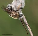 Tepanec Long-horned Bee - photo 3
