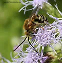 Tepanec Long-horned Bee - photo 4