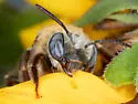 Tepanec Long-horned Bee - photo 5