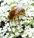 Melissodes trinodis