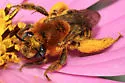 Melissodes trinodis - photo 2