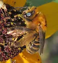 Melissodes trinodis - photo 3
