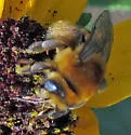 Melissodes trinodis - photo 4