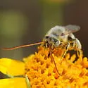 Melissodes tristis - Melissodes tristis