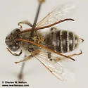 Melissodes tristis - photo 4