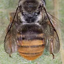 Melissoptila otomita