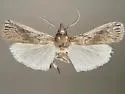 Melitara apicigrammella - Hodges#5971.3