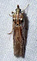 Melitara dentata - Hodges#5971 - photo 4