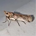 Melitara doddalis - Hodges# 5971.1
