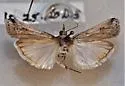 Melitara doddalis - Hodges# 5971.1 - photo 2