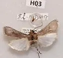 Melitara junctolineella - Hodges#5972 - photo 2