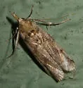 Melitara prodenialis - Hodges#5970 - photo 4